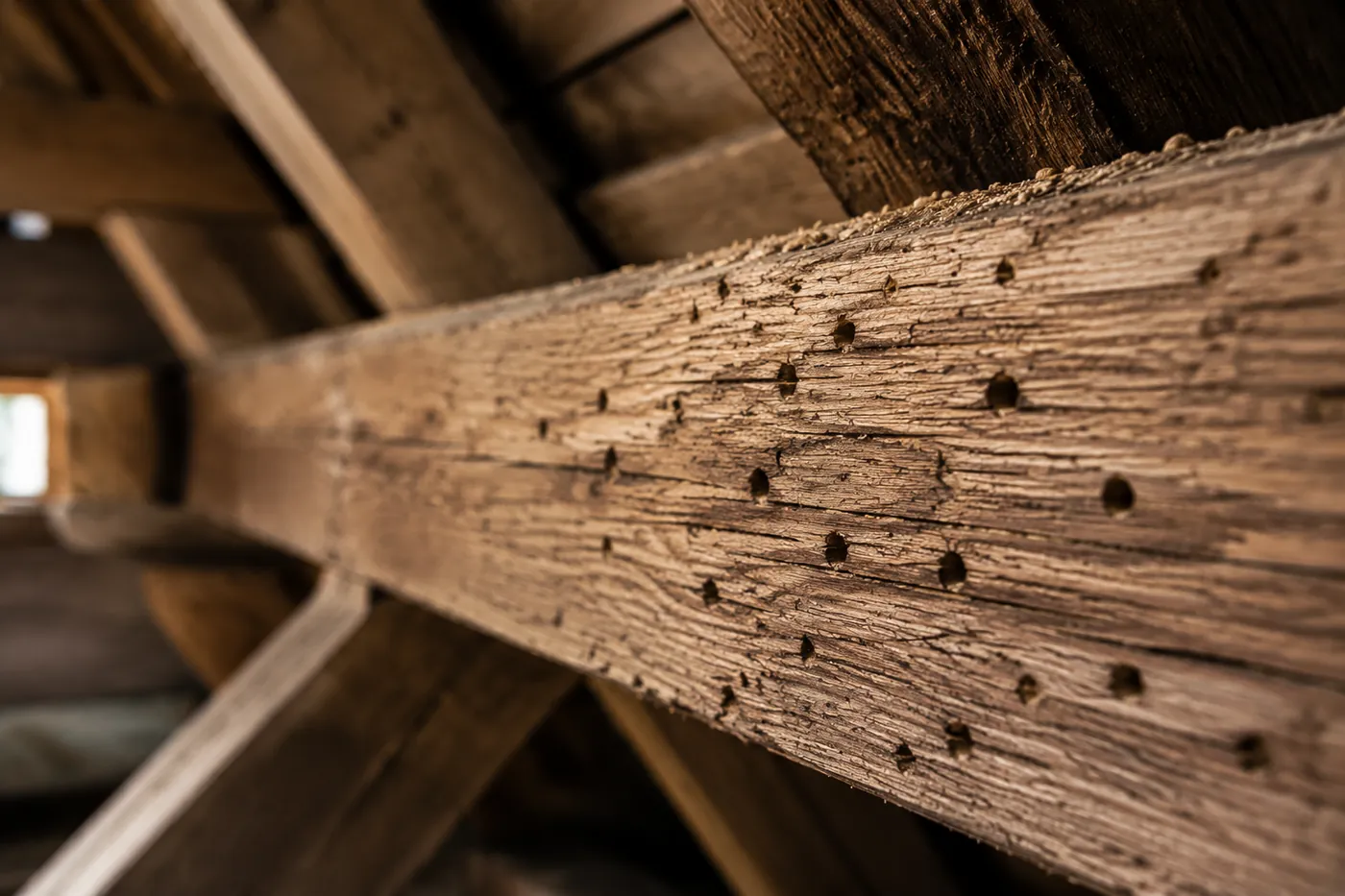 Holzschutz-Behandlung